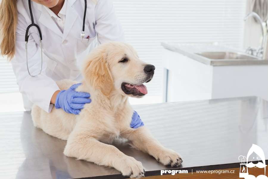 Šťastné návštěvy veteriny – co dělat, aby se pes nebál?